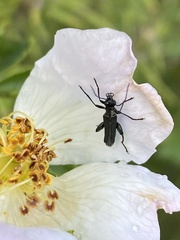 Oedemera atrata