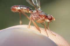 Norellia spinipes