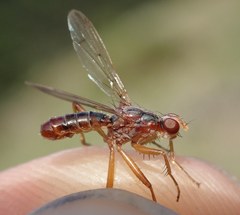 Norellia spinipes