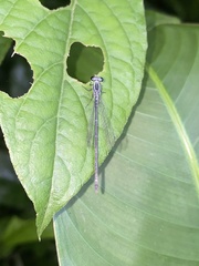 Anisagrion