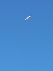 Aves