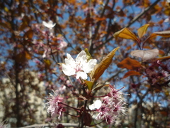 Prunus cerasifera