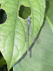Anisagrion