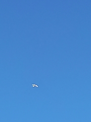 Aves