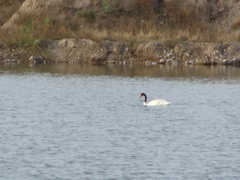 Cygnus melancoryphus