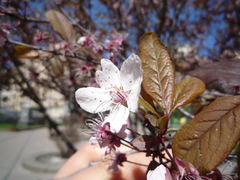 Prunus cerasifera