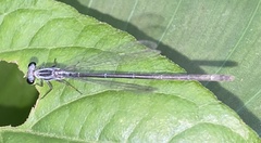 Anisagrion