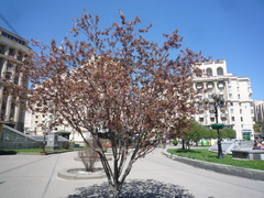 Prunus cerasifera