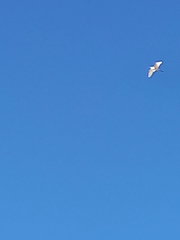 Aves