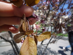 Prunus cerasifera