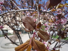 Prunus cerasifera
