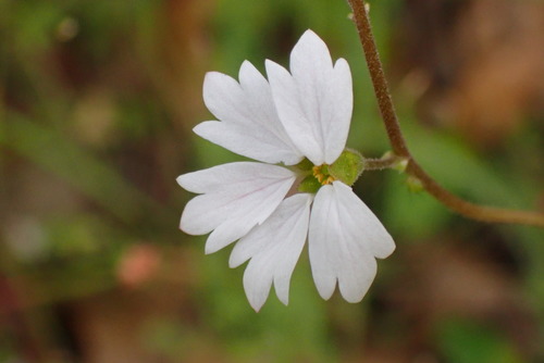 iNaturalist observation photo of San Francisco woodland-star