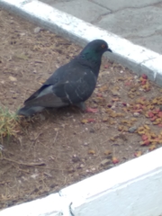 Columba livia