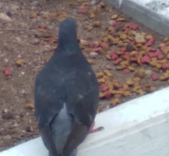 Columba livia