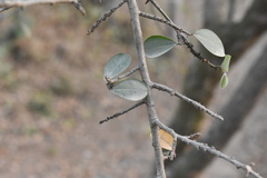 Erythroxylum mexicanum