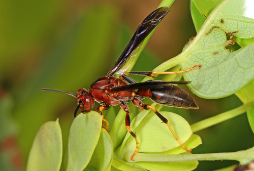 Metric Paper Wasp photo 3