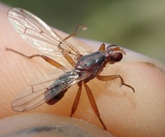 Norellia spinipes