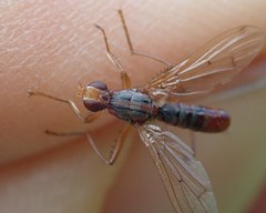 Norellia spinipes