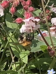 Bombus pascuorum