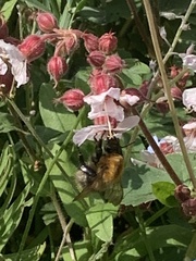 Bombus pascuorum