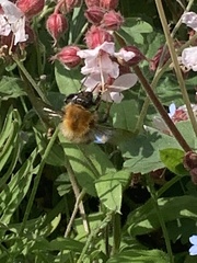 Bombus pascuorum