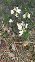 Lathyrus pannonicus
