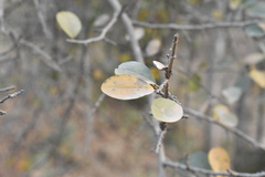 Erythroxylum mexicanum
