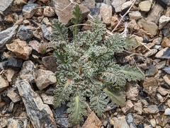 Glyptopleura marginata