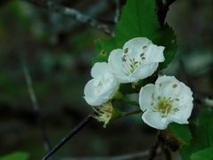 Crataegus flava