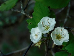 Crataegus flava