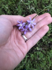 Dichelostemma multiflorum