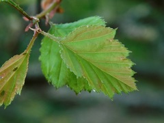 Crataegus flava
