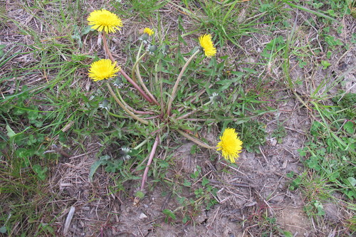 asymmetrical hook-lobed dandelion (Taraxacum hamatiforme)