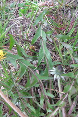 Taraxacum hamatiforme