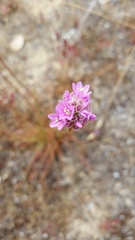 Armeria maritima californica