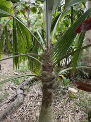 Pritchardia pacifica