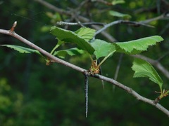 Crataegus flava