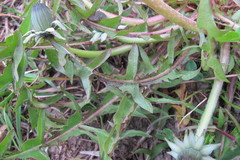 Taraxacum hamatiforme