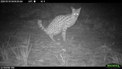 Leptailurus serval serval