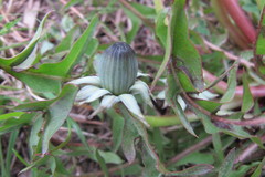 Taraxacum hamatiforme