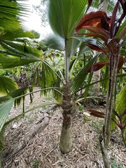 Pritchardia pacifica