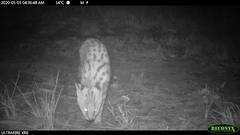 Leptailurus serval serval