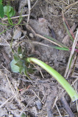 Taraxacum hamatiforme