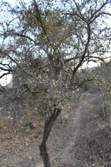 Erythroxylum mexicanum