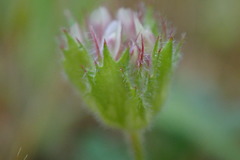 Trifolium barbigerum