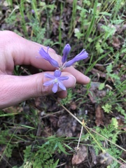 Dichelostemma