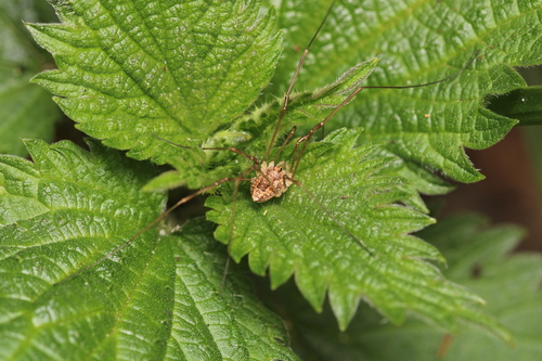 Spring Harvestman, Wassenaar, Nederland, photo 7 of 10