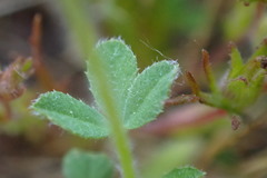 Trifolium barbigerum