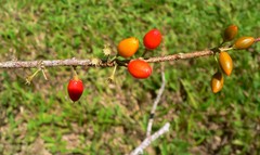 Erythroxylum coca