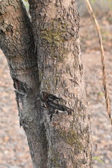 Erythroxylum mexicanum